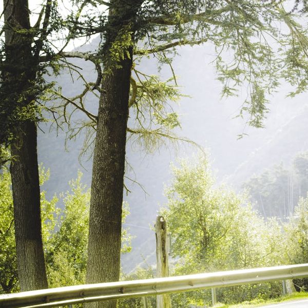 Green forest landscape for distance viewing practice